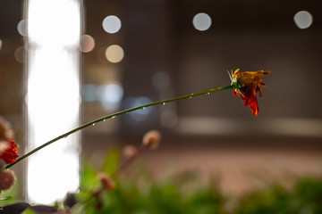 雨上がり、枯れた花の茎につたう雫