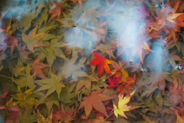 Autumn leaves in a pond in Kyoto
