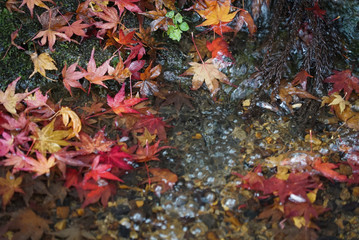 Autumn leaves in a pond in Kyoto