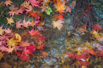 Autumn leaves in a pond in Kyoto