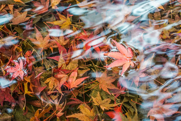 Autumn leaves in a pond in Kyoto