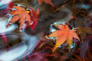 Autumn leaves in a pond in Kyoto