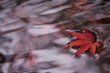 Autumn leaves in a pond in Kyoto