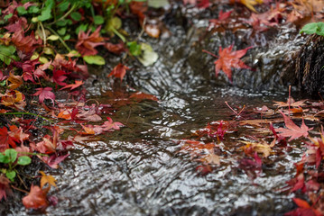 Autumn leaves in a pond in Kyoto
