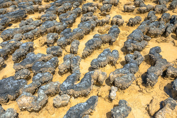 Close-up of Hamelin Pool Stromatolites with low tide a protected Marine Nature Reserve in Shark Bay, Western Australia. Natural background.