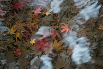 Autumn leaves in a pond in Kyoto
