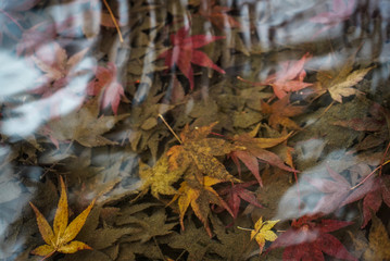 Autumn leaves in a pond in Kyoto