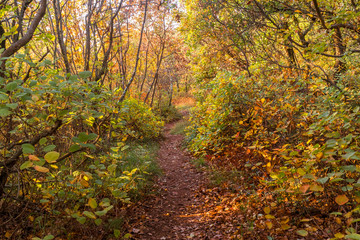 Autumn forest nature scenery