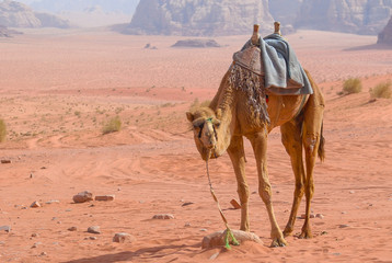 Wadi Rum Jordan - camel