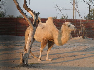 camel in desert