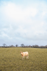 Fototapeta premium A single cow in a cold Scandinavian landscape.