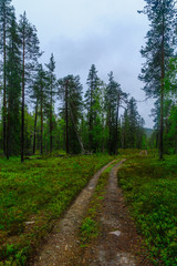 Rykimakero Trail, in Pyha-Luosto National Park