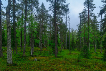 Rykimakero Trail, in Pyha-Luosto National Park