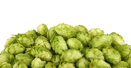 Fototapeta premium Close up heap of fresh green hops isolated