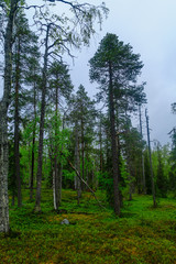 Fototapeta premium Rykimakero Trail, in Pyha-Luosto National Park