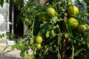 zielone pomidory w ogrodzie