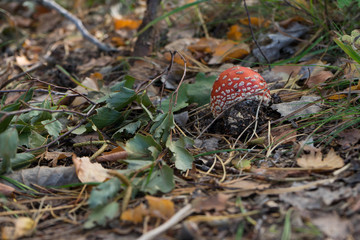 pojedynczy grzyb w lesie, muchomor