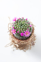 Cactus with blossoms on white background (Mammillaria).