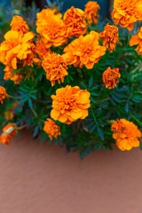 The marigold yellow and red walls