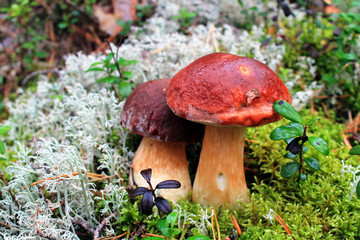 mushrooms in the forest