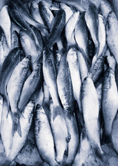 Obraz premium Sea fish on counters in the market.
