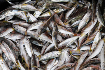 Sea fish on counters in the market.