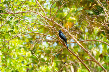 Pair of Greater Racket-tailed Drongo, side view show the crest of curled feather, on perch looking in different direction. Pair of Greater Racket-tailed Drongo off Thailand.