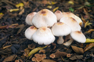 Unknown beautiful wild mushrooms from the autumn tree forest In Georgia