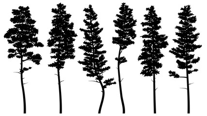 Silhouettes of tall pine trees (cedar). - 235915632