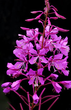 Fototapeta Beautiful flowers of Willow-herb or Ivan-tea on black background