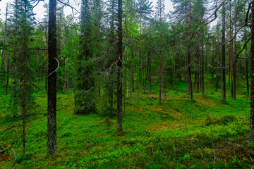 Obraz premium Tunturiaapa Trail, in Pyha-Luosto National Park