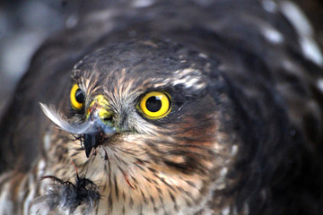 Ястреб-перепелятник