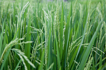 Fototapeta na wymiar Growing rice close-up.