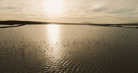 A lot of pin flamingo on sunset start to flay away , green lake,, drone view 