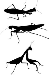 three mantids black silhouettes isolated on white