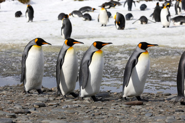 Fototapeta premium Four king penguins walk in a row on Salisbury Plain on South Georgia in the Antarctic