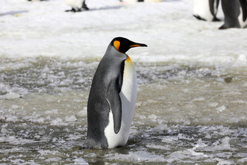 Fototapeta na wymiar A king penguin stands in slush on Salisbury Plain on South Georgia in the Antarctic