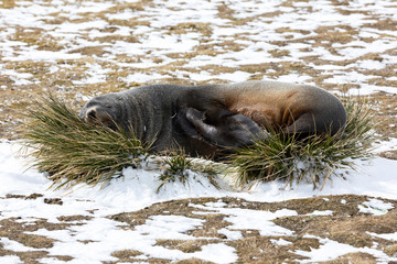 A fur seal rests on a tuft of grass on Salisbury Plain on South Georgia in Antarctica