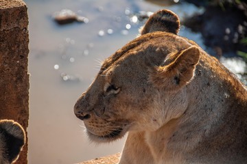 Löwe an Wasserstelle in Kenia