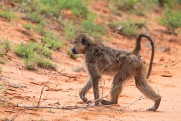 Pavian im Tsavo Ost Nationalpark in Kenia