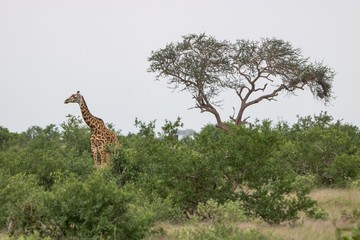Giraffe vor Baum in Kenia