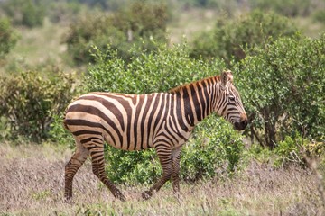 Fototapeta na wymiar Zebra im Tsavo Ost Nationalpark