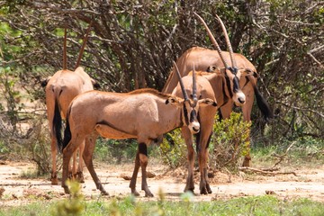 Oryx Antilopen in Kenia