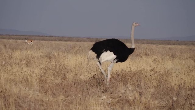 Namibia - Afrikanischer Strau&szlig;