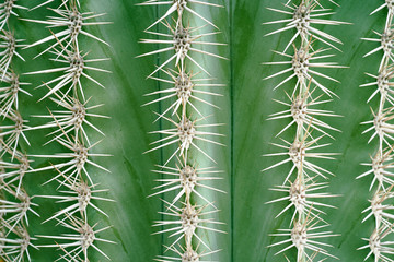 Close-up of the spikes of a cactus - landscape