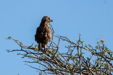 Adler in Kenia