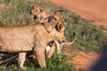 Obraz premium Verspielte Löwen in Kenias Nationalpark