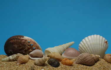 Variety of sea shells on sea sand with a blue sky background.