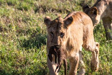 Löwe mit Beute in Kenia