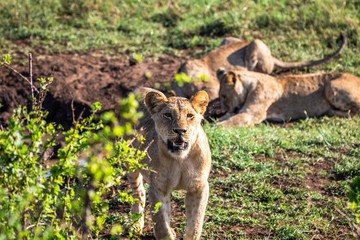 Löwe im Tsavo Nationalpark in Kenia